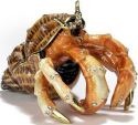 Crabs