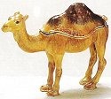 Camels