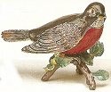 Birds