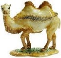 Camels