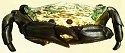 Crabs