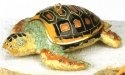 Turtles